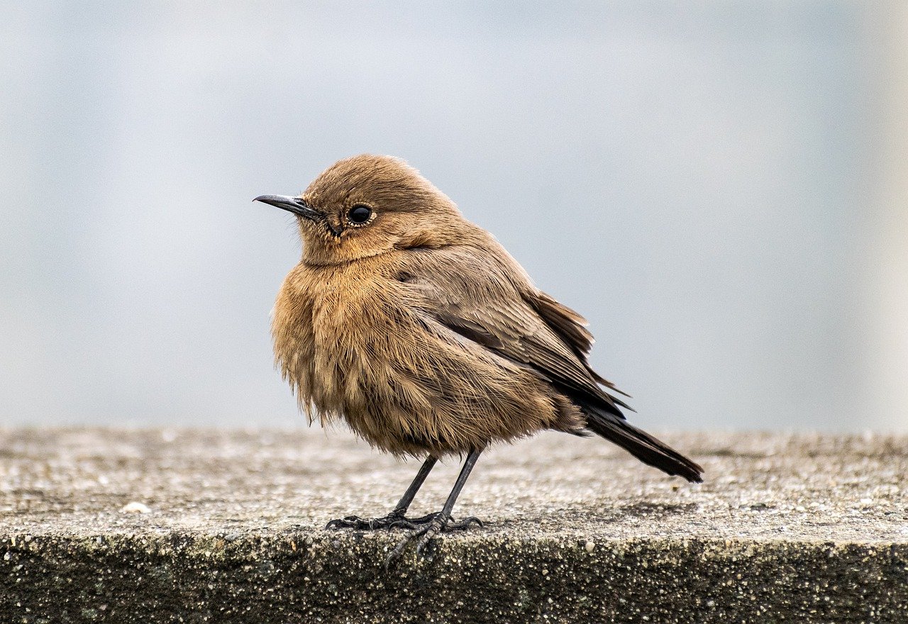 bird, indian chat, ornithology-6983434.jpg